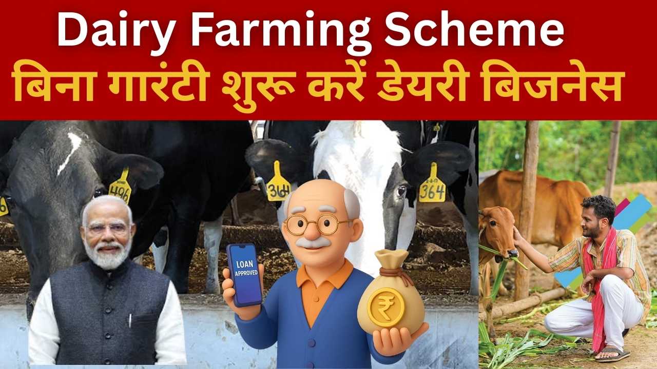 Dairy Farming Loan Scheme